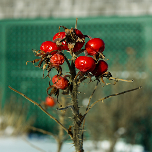 Boothbay Winter